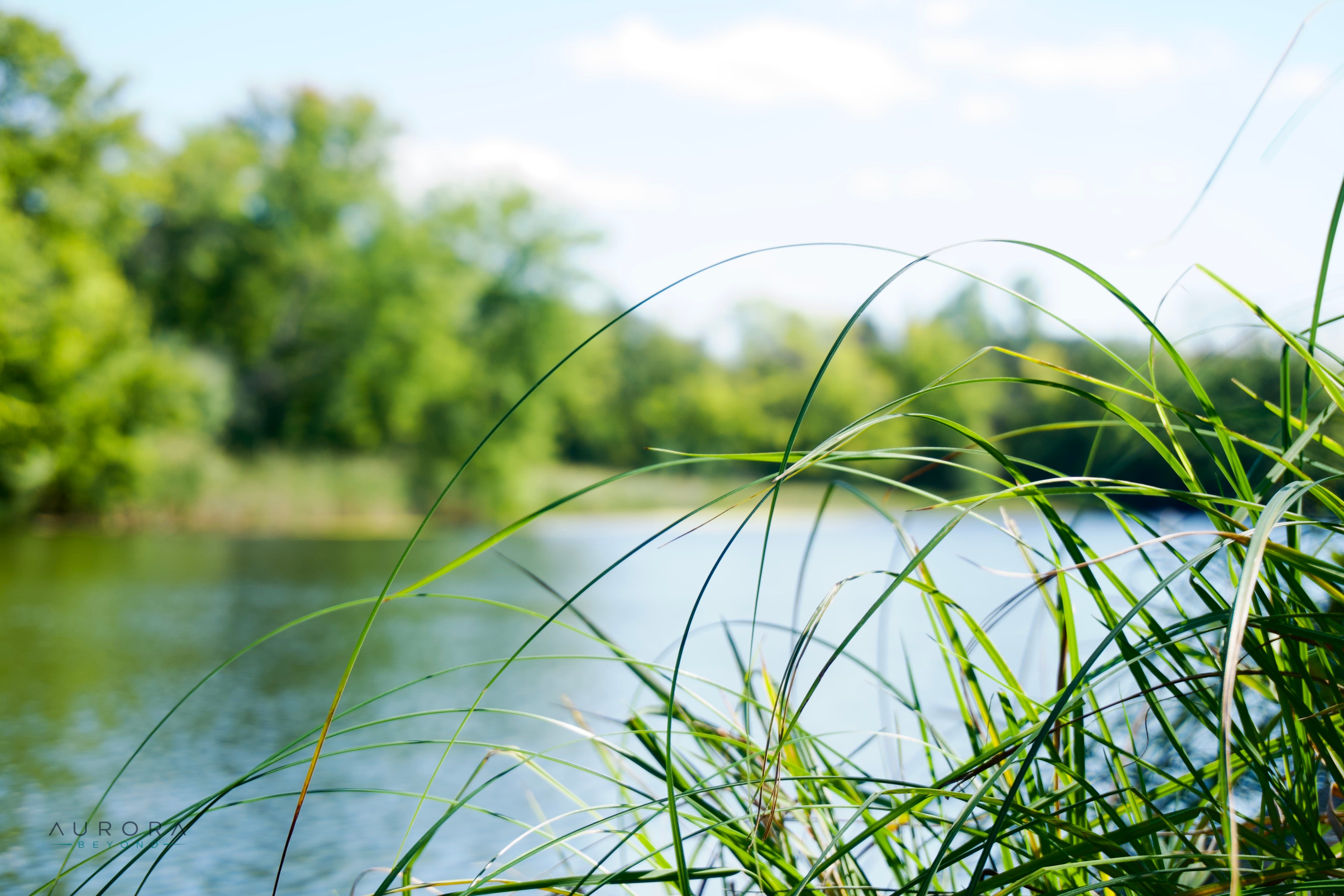 Tall grasses in sharp focus at the right edge, arcing over still water, with a blurred green tree line behind.