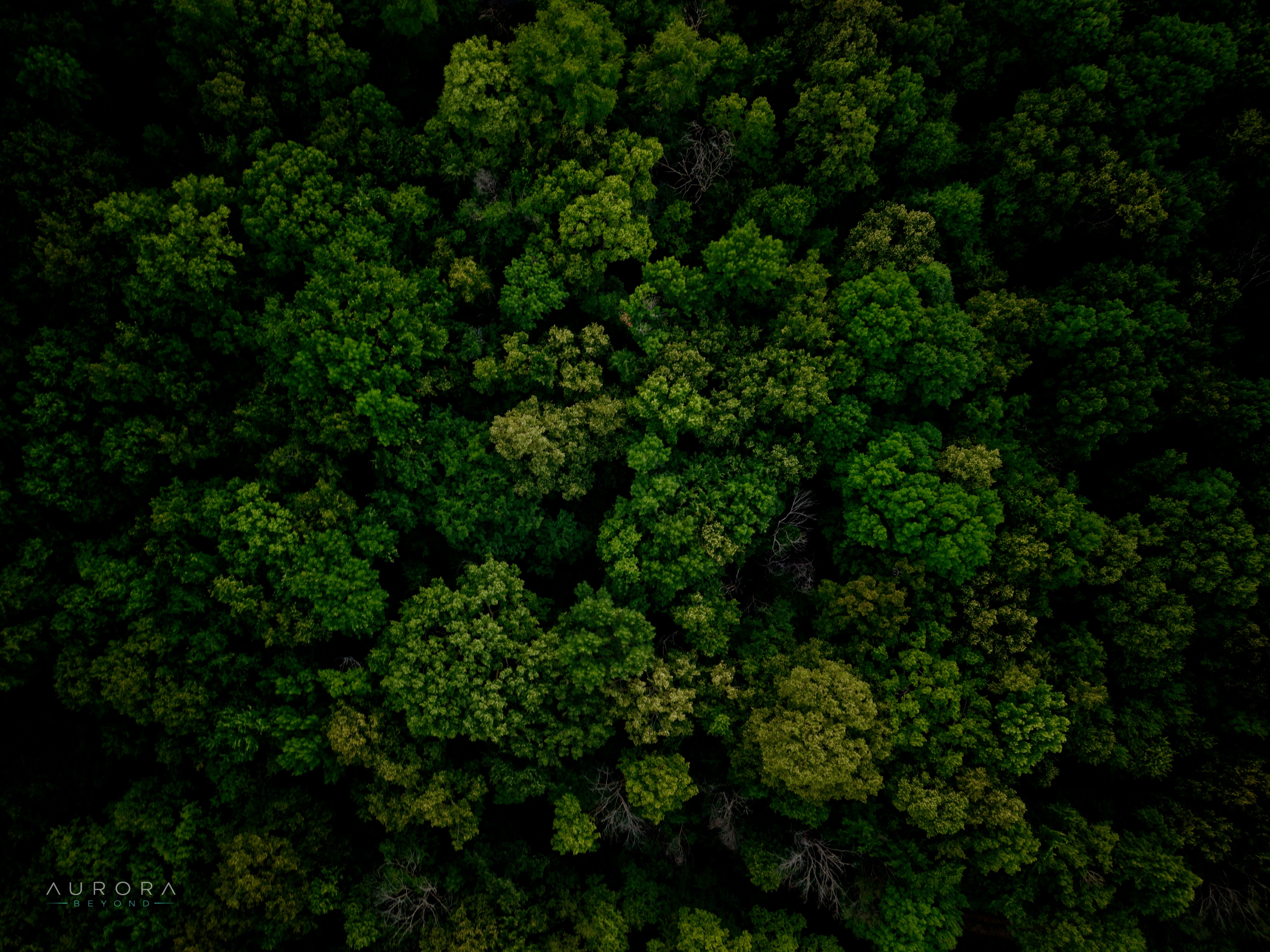 Dense summer forest canopy seen from directly above