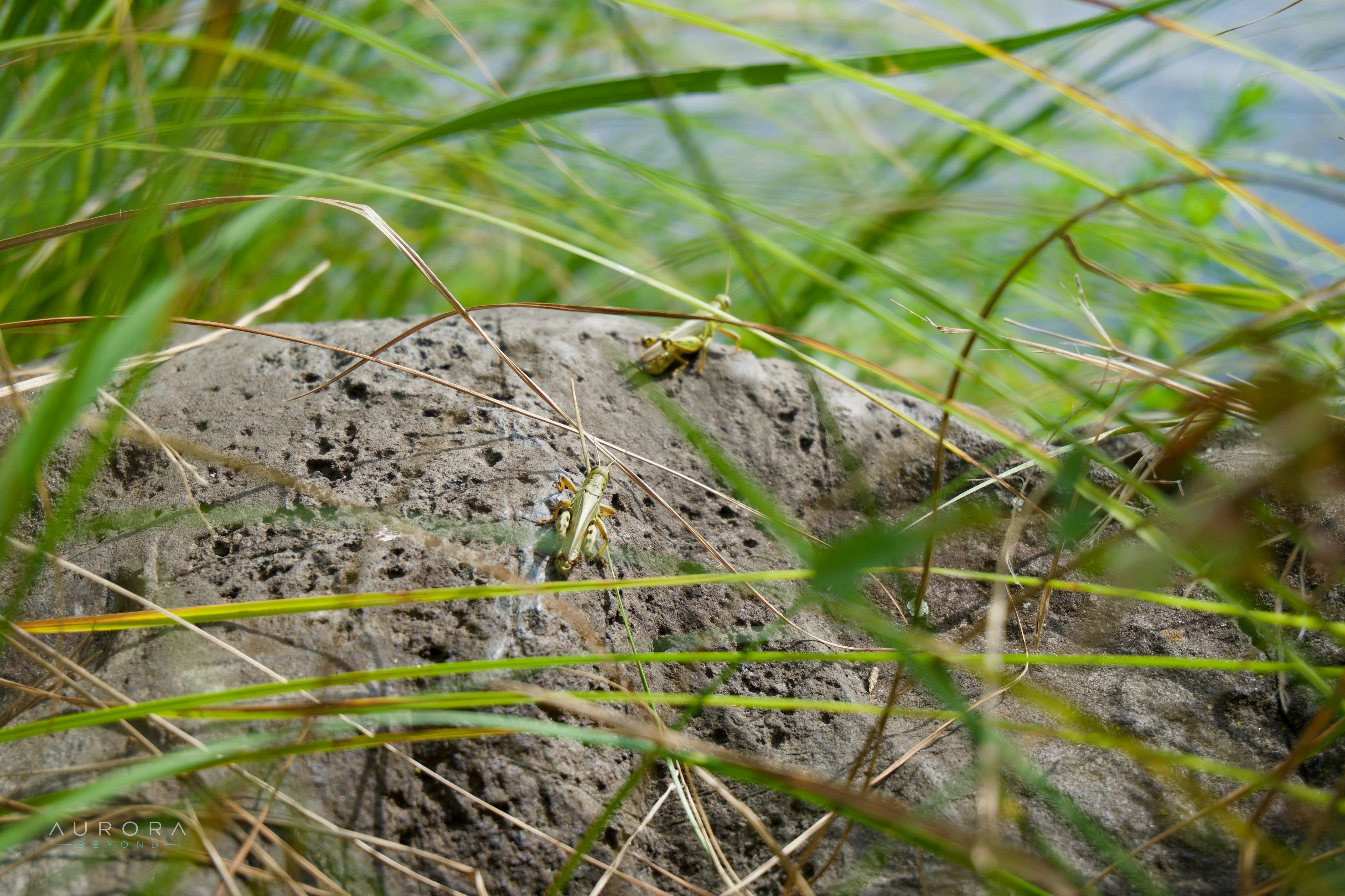 Two green grasshoppers resting on a pitted gray rock, seen through overlapping blades of shoreline grass with water blurred behind.