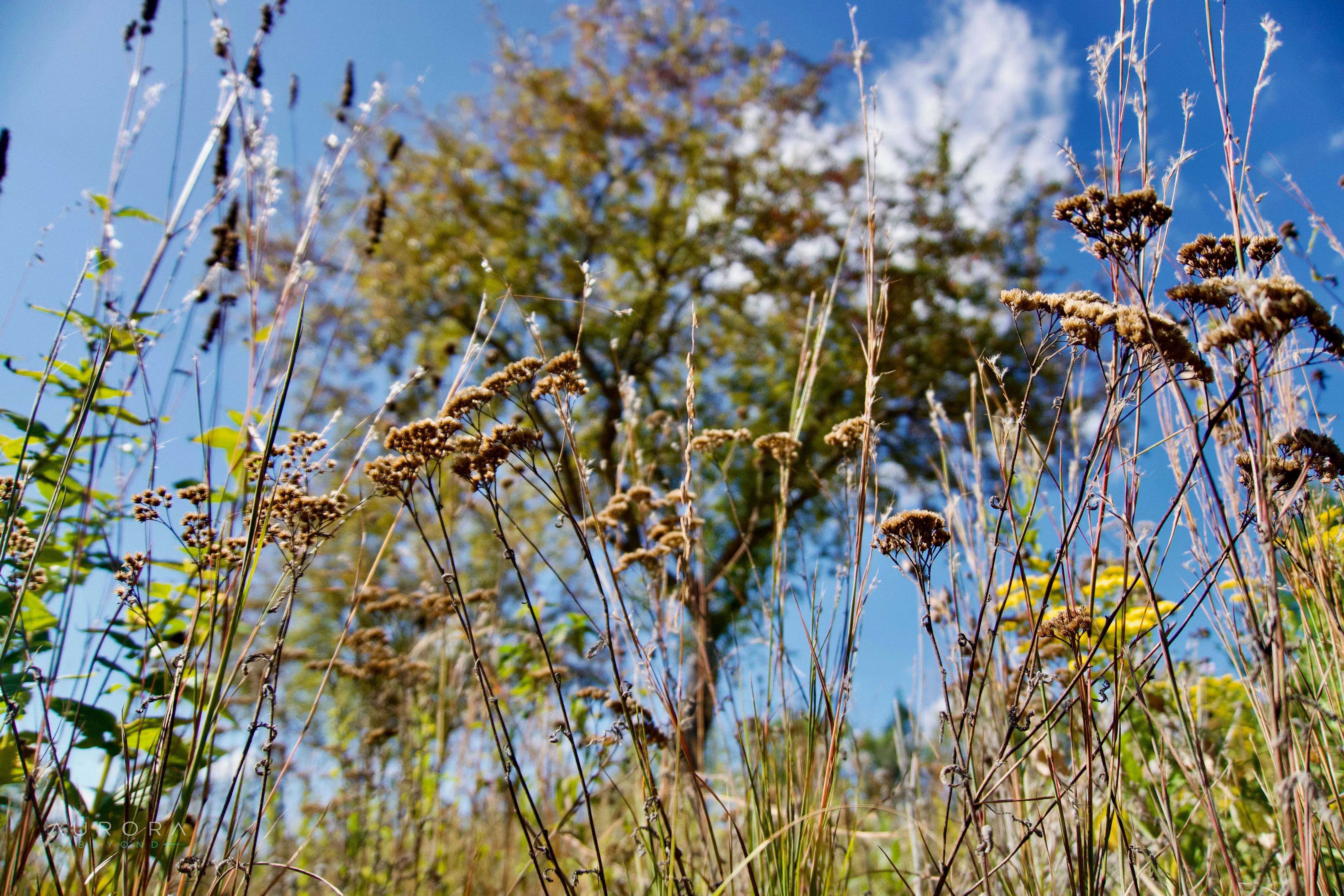 A low upward view through dried prairie seedheads and thin grass stems toward a tree and blue sky, with a patch of yellow goldenrod at the right.