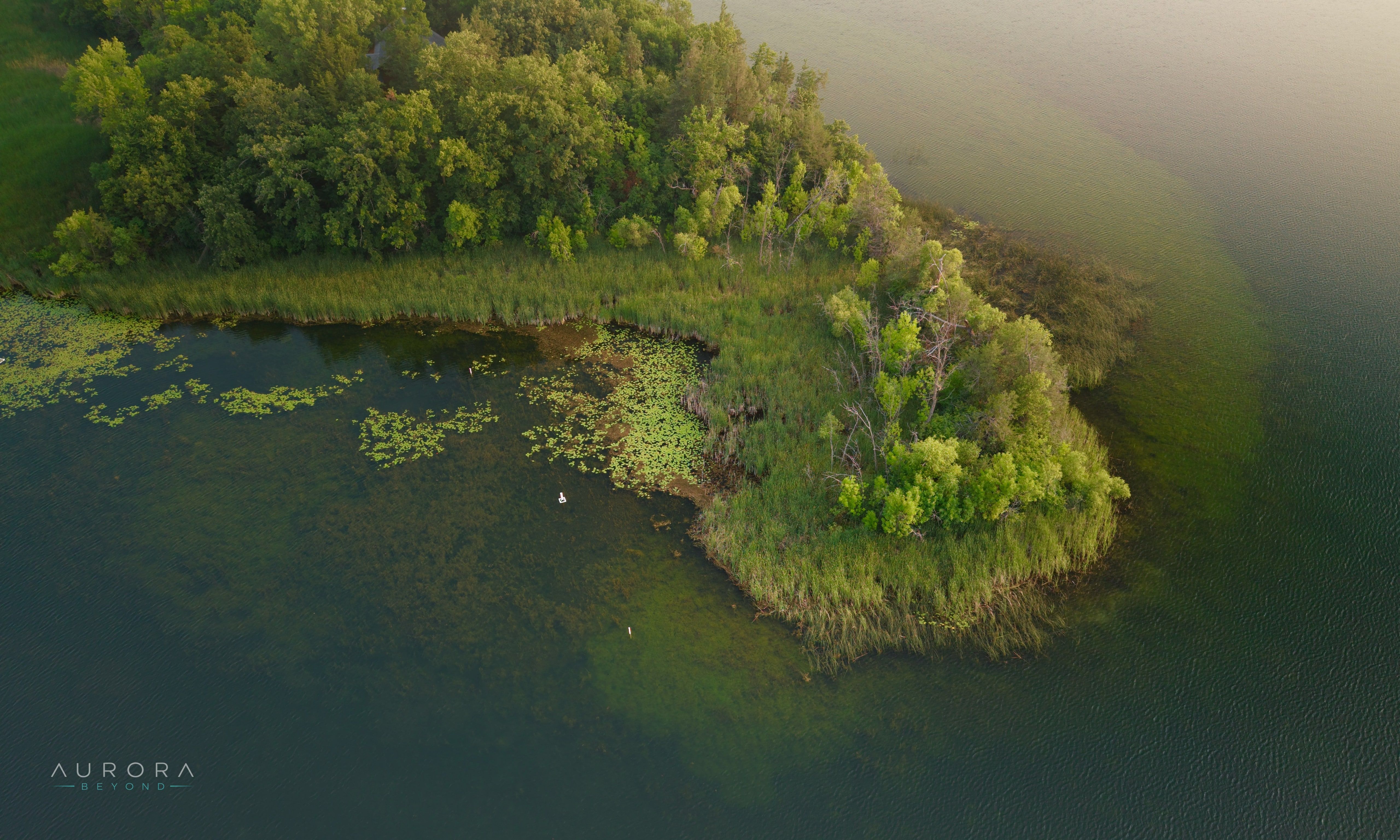 A small wooded island edged with lily pads and marsh grass