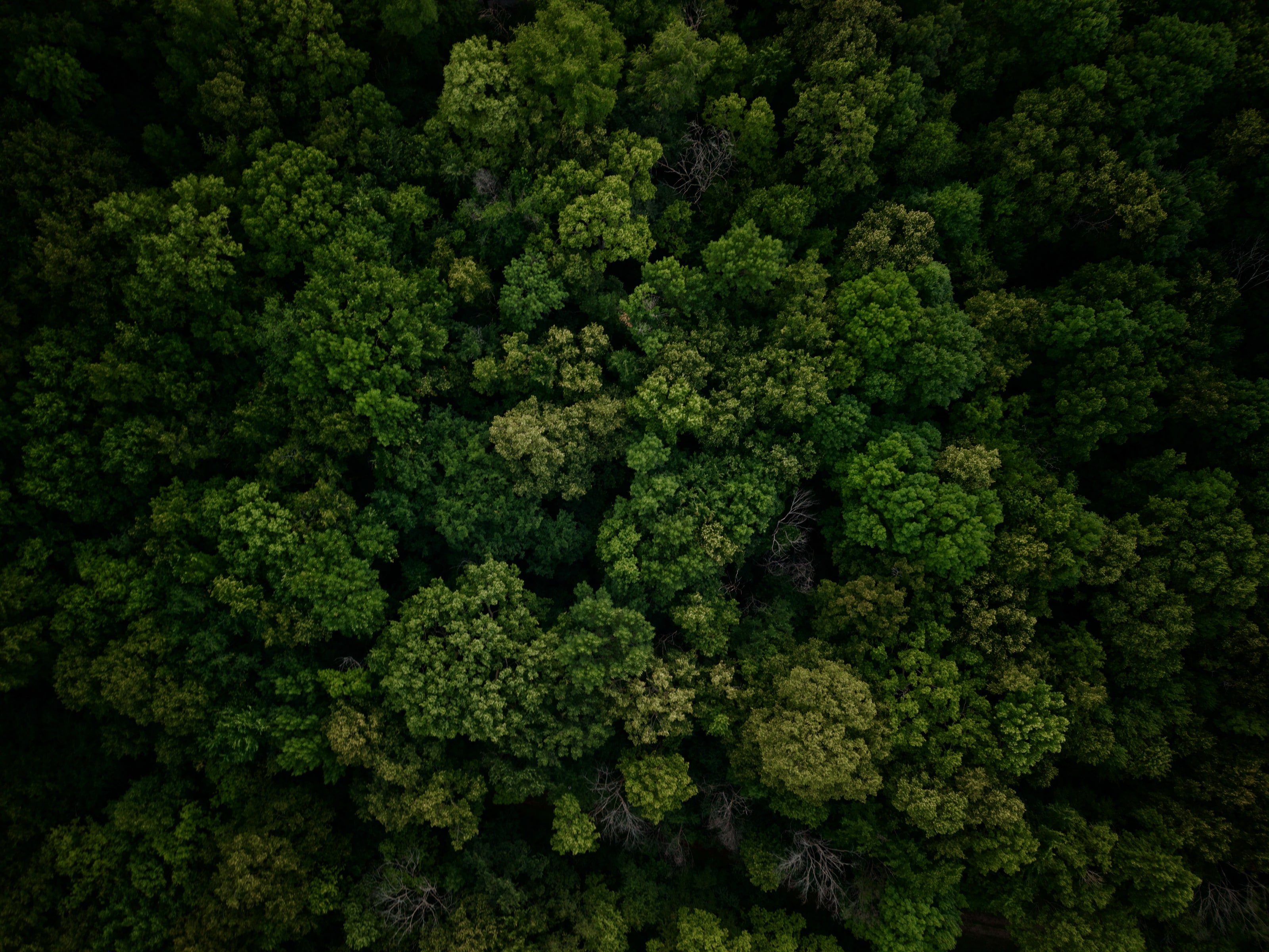 Dense green treetops photographed from directly above